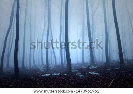 Mystic fog in dark blue beech forest tree landscape.