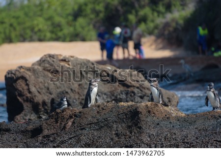 Group of penguins on a rock with tourists in background on Santiago Island, Galapagos Island, Ecuador, South America.