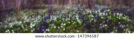 In early March, the wet valley streams in the forest covered with thick carpet of beautiful flowers. Picture taken a special soft-focus lenses with a beautiful glow colors.