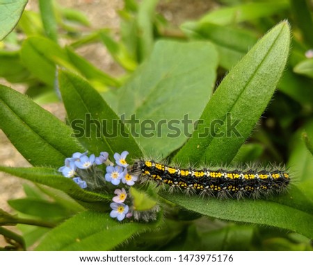 Scarlett Tiger Moth Caterpillar eating Forget-me-nots