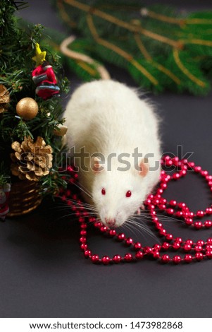 Cute white rat on christmas black background, the christmas mouse. Symbol of the new year 2020 in the Chinese calendar. New year and Christmas concept.