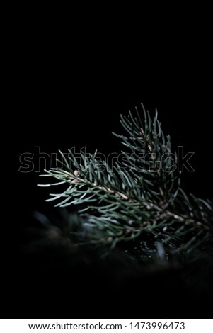 Fir Tree branch close up evergreen in the night