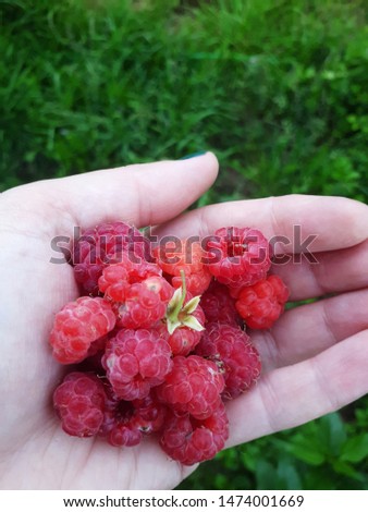 Female hand with raspberries. Ripe raspberries in the palm of your hand