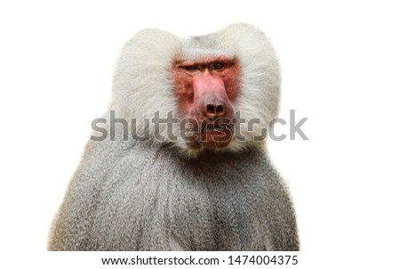 Adult old baboon monkey (Pavian, Papio hamadryas) close face expression observing staring vigilant looking at camera isolated on white background. Hairy adult baboon with silver grey hair. 