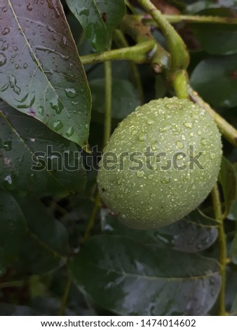 Walnut with raindrops Green walnut on a branch.
