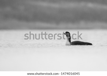 Common loon (Gavia immer) in the rain, Czech Republic, beautiful bird from Europe and North America