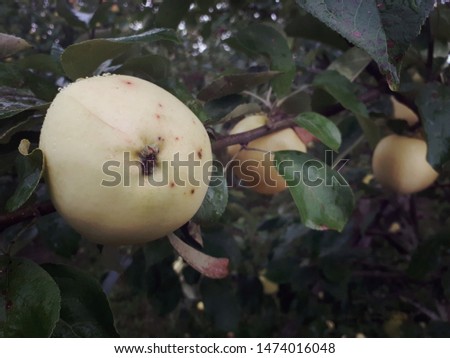 Apple tree with fruits of the garden. Apples on a branch, close-up