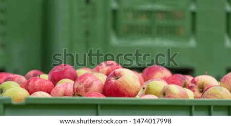 Ripe fall apples in a container in autumn