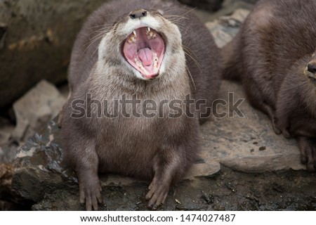 An otter mid-yawn, showing it's teeth. 