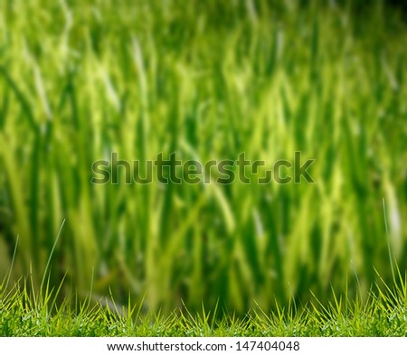 lot of the green grass