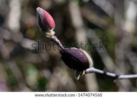 magnolia dark burgundy colour flower and buds no leaves on branches close up 