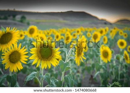 
summer flowering sunflower field photography with high dynamic range