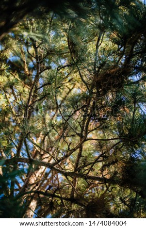 Vertical image view from below in the pine fir tree forest with branches and lights coming through the nature