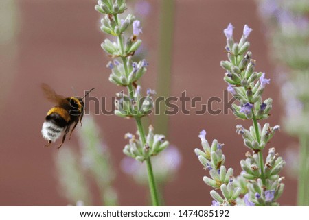 Bumble bee approaching lavender flower.