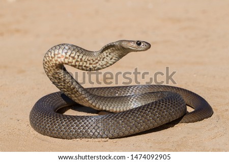 Eastern Brown Snake
in striking position
