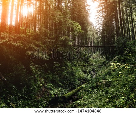 Beautiful landscape of summer mountains with river. A view of the forested slopes of the mountains with evergreen conifers. Travel background. Location Carpathian mountains, Europe