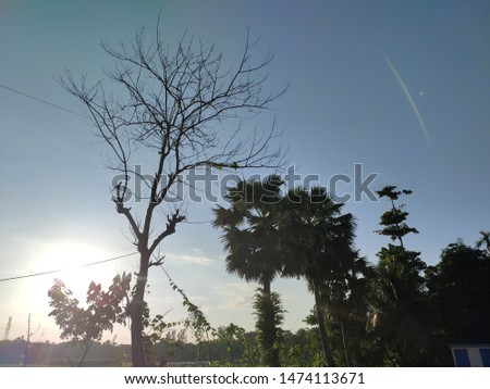 Sunshine behind the beautiful natural background in bangladeshi rural area in a sunny day, could be use for wallpaper