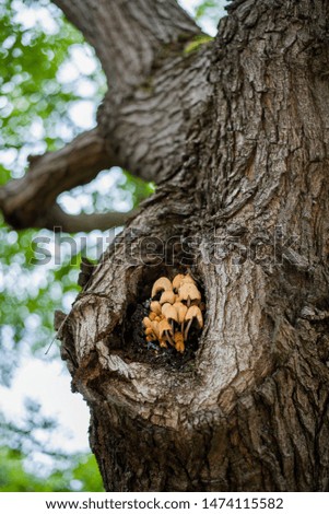 Psilocybe Mexicana mushrooms growing out of knot of tree, tall tree with gnarly bark, mushrooms growing on bark