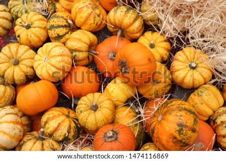 Autumn decorations, pumpkins in various shapes and sizes