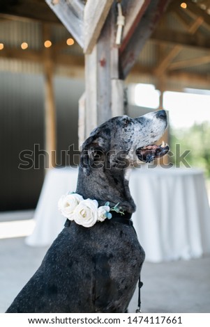 Dog at wedding with flowers on collar, dog ring bearer Royalty-Free Stock Photo #1474117661