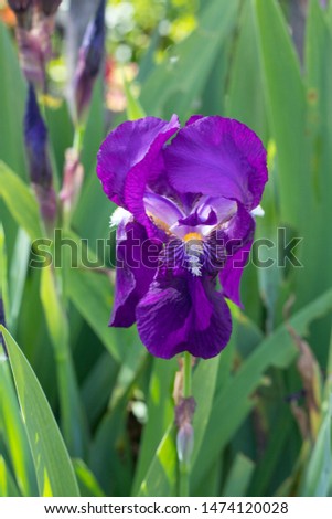 A close up view of a purple Iris flower bloom against a background of green foliage on a sunny day in summer.