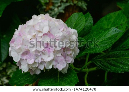 The fresh white and purple hydrangea flowers blossom in the garden in  summer.