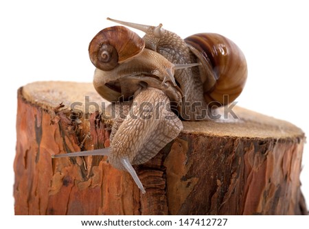Snails on top of one another, on pine tree stump