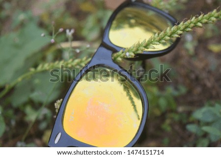 Leaves on a tree with glasses