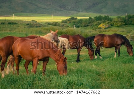 A group of horses grazing in a green grassy meadow, with a background of farm fields and mountains.