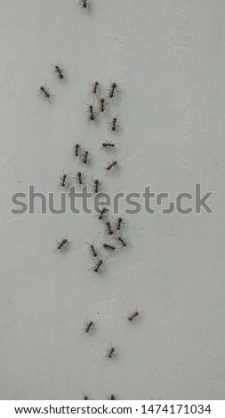 16:9 image of ants, bunch of worker ants looking for food supplies 