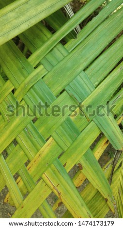 16:9 image of leaf,  the kind of tropical tree leaf, palm tree