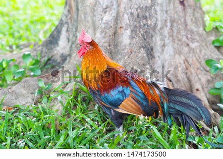 Bantam - Gamecocks Chicken (Alive) which leaves in household,Thailand 