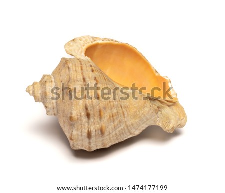 
sea ​​shell lies on a white background