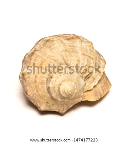 
sea ​​shell lies on a white background