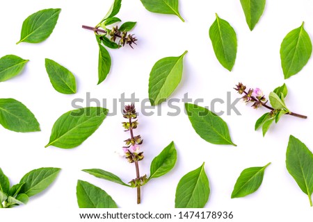 Closeup green fresh basil leaves (Ocimum basilicum) and flower isolated on white background. Herbal medicine  plant concept.Top view. Flat lay. 
