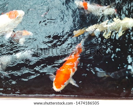 Blur picture of the charming Koi Carp Fishes moving in pond with shadow and light reflection, Carp fishes swims under water surface.top view, soft focus,Select focus