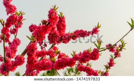 Close up Beautiful Peach flower blooming, natural background