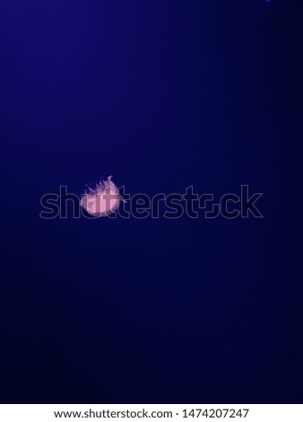 Deep sea creature, Colorful Jelly fish in aquarium