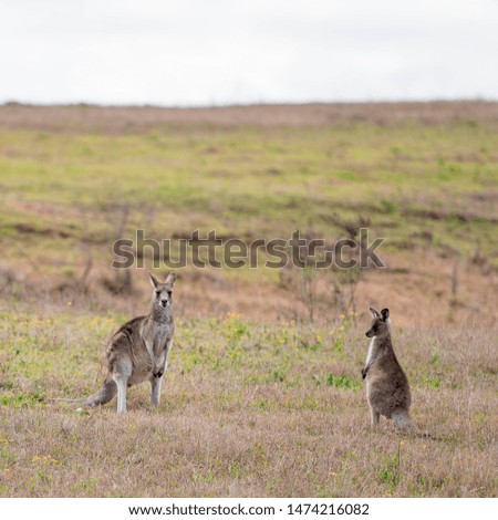 Group of kangaroos relaxing in the grass fields of New South Wales Australia