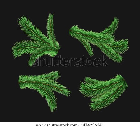 Set of vector realistic detailed fir branches isolated on black background. Christmas tree, spruce branches, pine.