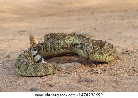 Mojave Rattlesnake in Arizona (Crotalus scutulatus) Royalty-Free Stock Photo #1474236692