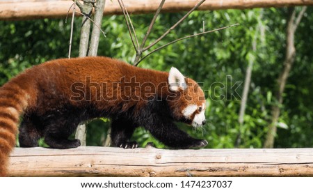 Red Panda walking on the beam