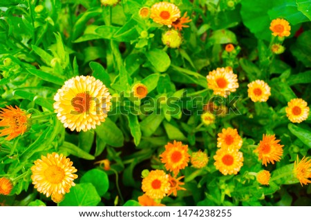 Calendula flower grows in the natural environment. Camping. Natural life style. Bright color