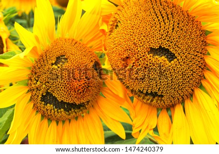 Summer period. Symbolical person close up. A lovely scenery with sunflowers.