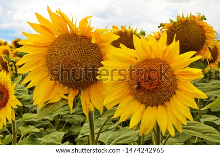 Close-up of sunflower.