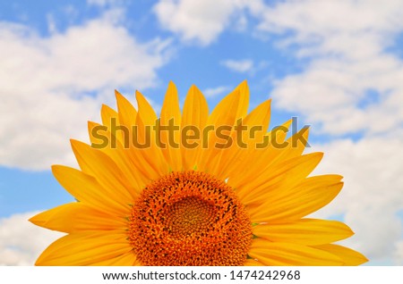  Close-up of sunflower.