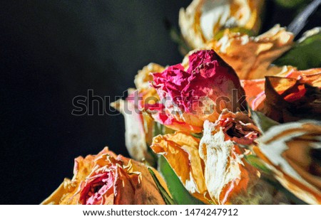 close up of wither roses in pink and yellow colors isolated on black background. 
