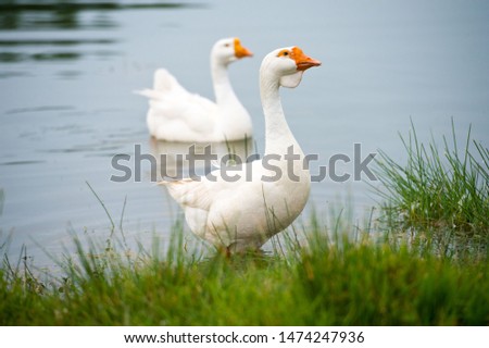 Geese in the pond. Two white ducks on the wild grass.