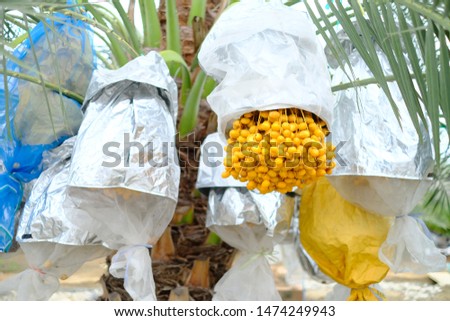 Close up of yellow Fresh dates palm fruits on a branch of date palm tree, barhee or barhi, grow in center of Thailand.