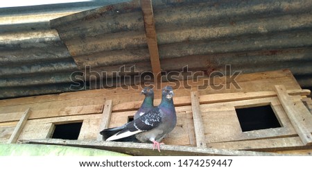 pigeons sitting in front of its nest.